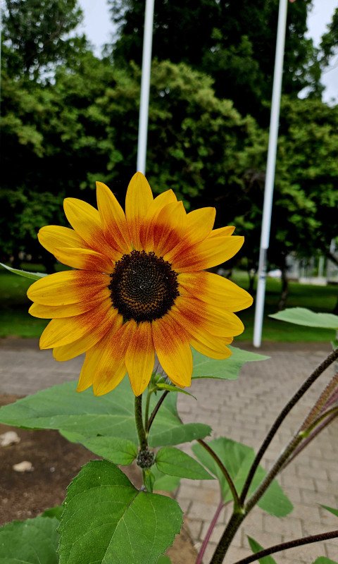 Sunflower Glowing